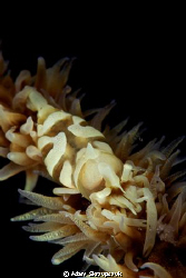 whip coral shrimp.  105 + close up lens by Adam Skrzypczyk 